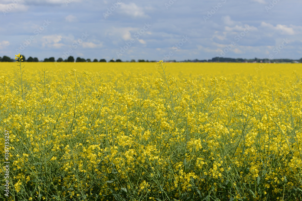 Raps, Winterraps, Brassica napus L., Blüte Raps, Winterraps, Brassica napus L., Blüte