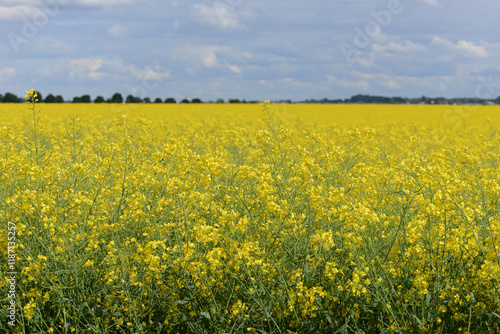 Raps,  Winterraps,  Brassica napus L.,  Blüte photo