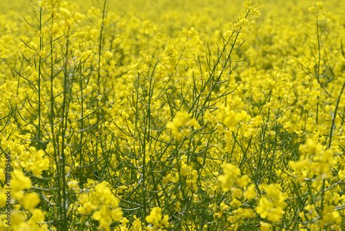 Raps,  Winterraps,  Brassica napus L.,  Blüte photo