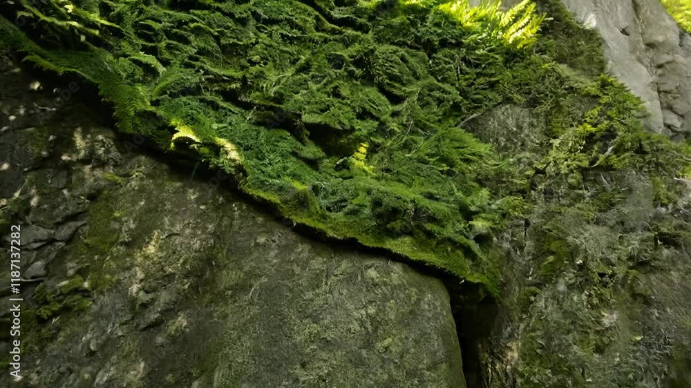 Mossy cliff, closeup, moss, rock texture, rock face overgrown with green moss, natural forest, low angle, sunlight Mossy cliff, closeup, moss, rock texture, rock face overgrown with green moss, natural forest, low angle, sunlight