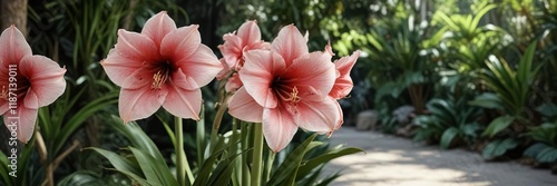 Amaryllis Hippeastrum in a tropical environment, flowers, amaryllus, greenery photo