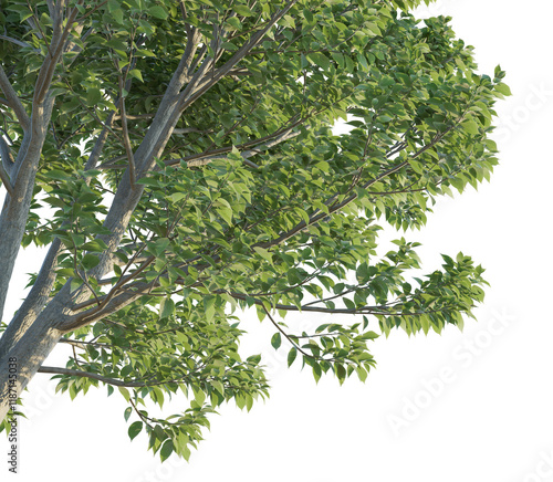 Eucommia ulmoides tree corner 4k png cutout isolate transparent photo