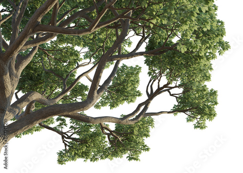 Bischofia javanica tree corner 4k png cutout isolate transparent photo