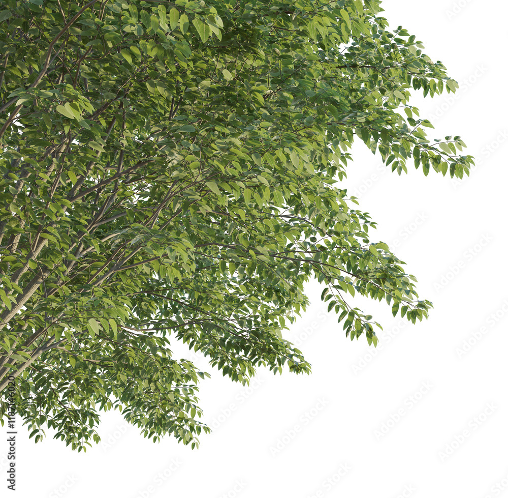 Lonicera maacki tree corner 4k png cutout isolate Lonicera maacki tree corner 4k png cutout isolate