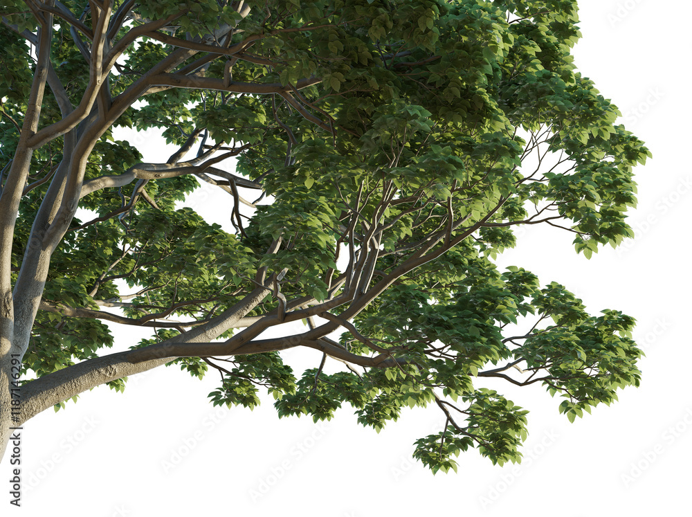 Fototapeta premium Bischofia polycarpa tree corner 4k png cutout isolate transparent