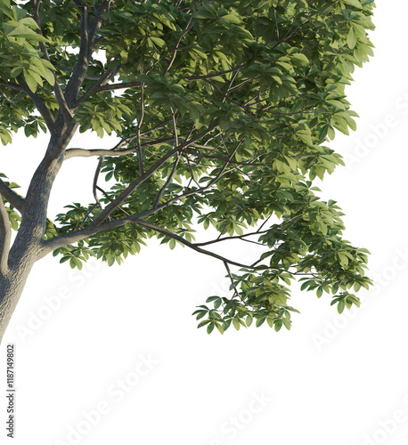 Aesculus chinensis tree corner 4k png cutout isolate transparent photo