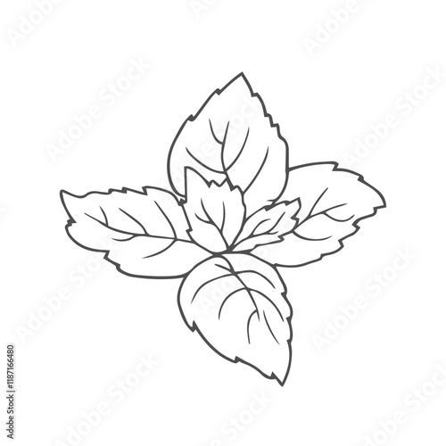 Cute hand drawn basil leaves. The ingredient for various meals in cooking.