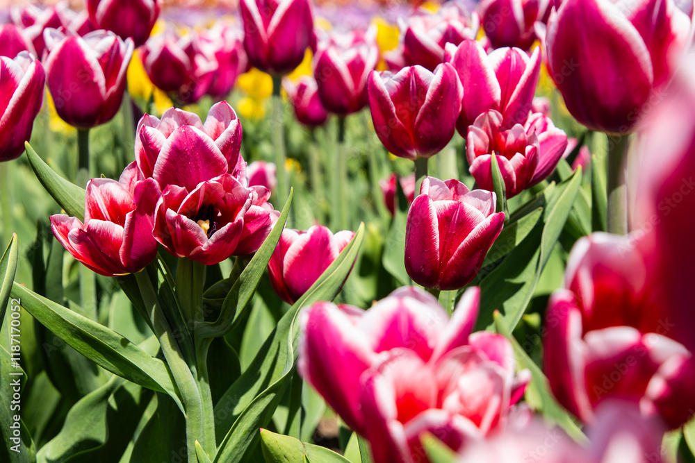 Fototapeta premium red and white tulips