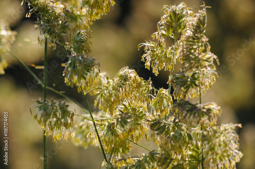 Wiesen-Knäulgras,  Dactylis glomerata L. photo