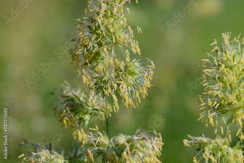 Wiesen-Knäulgras,  Dactylis glomerata L. photo