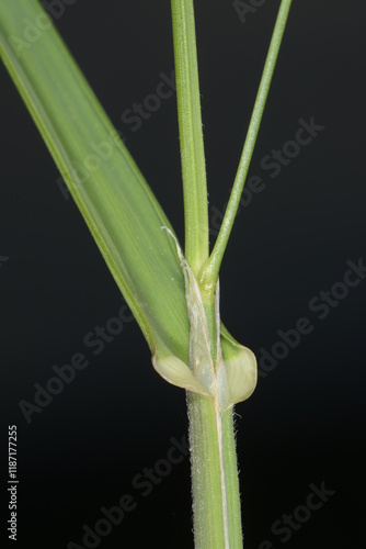 Wiesen-Knäulgras,  Dactylis glomerata L. photo