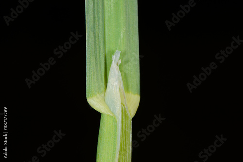 Wiesen-Knäulgras,  Dactylis glomerata L. photo