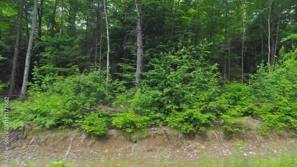 Side POV ride view from the window of a passing train. Trees and bushes along the railway. Evening tall trees forest passing by fast in American countryside landscape. Driving riding plate at dusk.