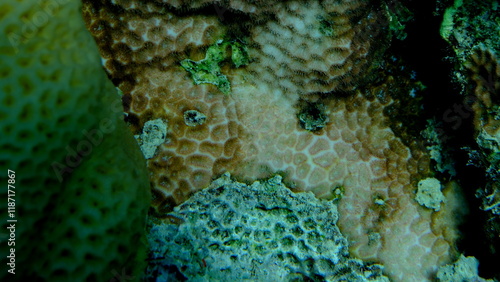 Crust coral (Leptastrea purpurea) undersea, Red Sea, Egypt, Sharm El Sheikh, Montazah Bay photo