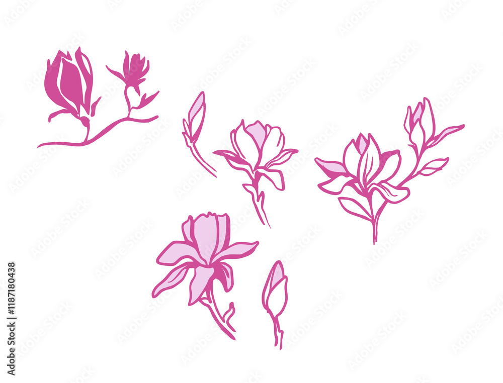 Magnolia flower lily apple tree quince pink magenta Magnolia flower lily apple tree quince pink magenta