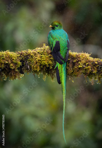 Fotografía A resplendent quetzal in Costa Rica