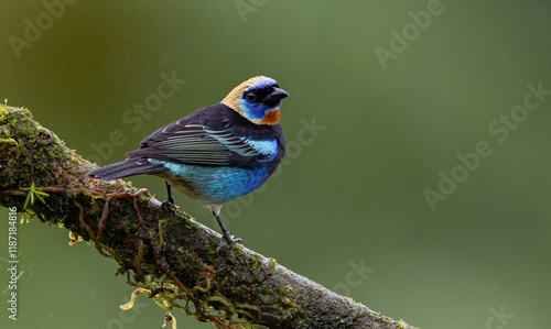 Golden hooded tanager in Costa Rica photo