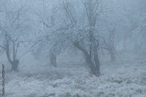 Wallpaper Mural Apple Orchard in Winter Fog. A serene apple orchard is blanketed in winter fog, with bare branches reaching through the mist. Sense of quiet beauty and mystery.  Torontodigital.ca