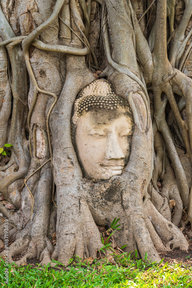 Phra Nakhon Ayutthaya in Thailand - Buddha head head in the tree Phra Nakhon Ayutthaya in Thailand - Buddha head head in the tree