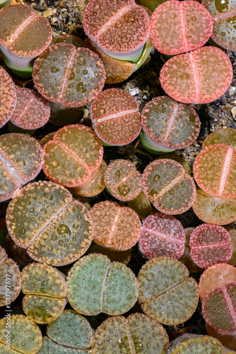 Mesembs Lithops sp. -  South African plant from Namibia in the botanical collection of super succulent plants photo