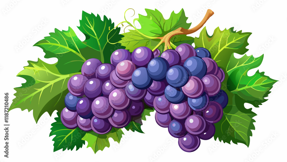 Fototapeta premium bunch of grapes