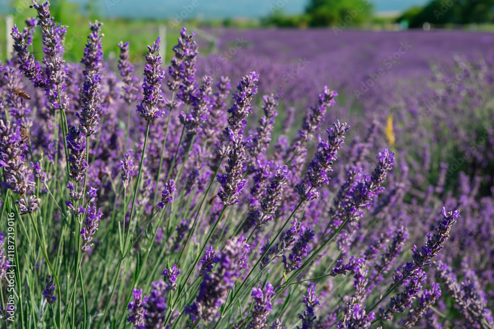 Naklejka premium Generated image