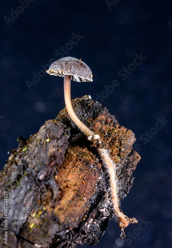 Mycena meliigena - small saprophytic mushroom growing on the bark of an old oak tree, Odessa photo