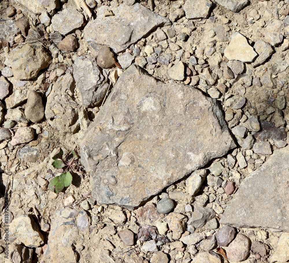 A close view of the rocky ground surface.