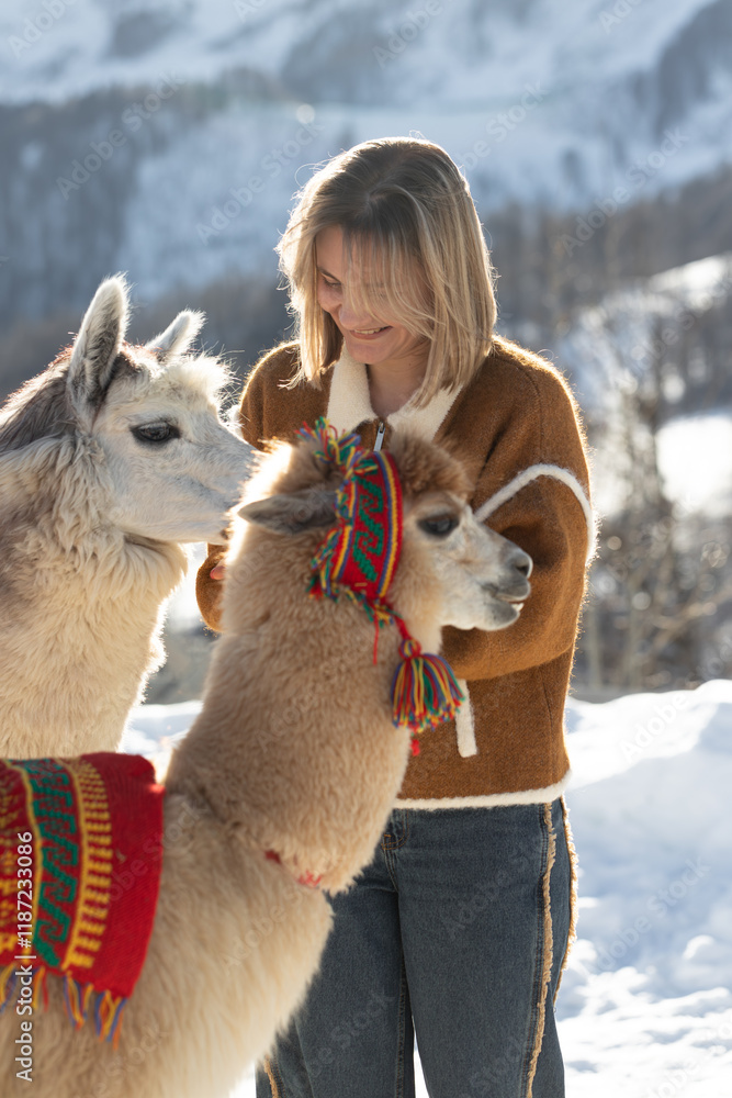 Obraz premium alpaca in the mountains, beautiful girl feeding alpaca