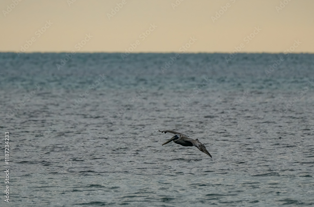 Brown Pelicans foraging for food in the crystal clear and shallow waters of the Florida Keys Brown Pelicans foraging for food in the crystal clear and shallow waters of the Florida Keys