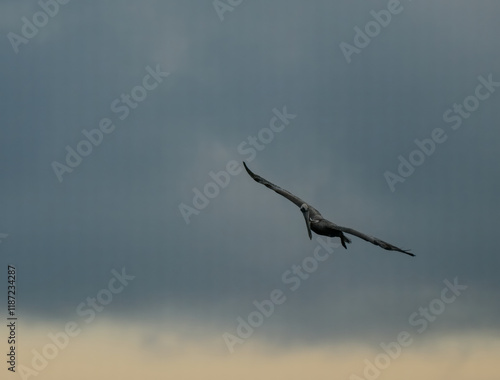 Brown Pelicans foraging for food in the crystal clear and shallow waters of the Florida Keys photo