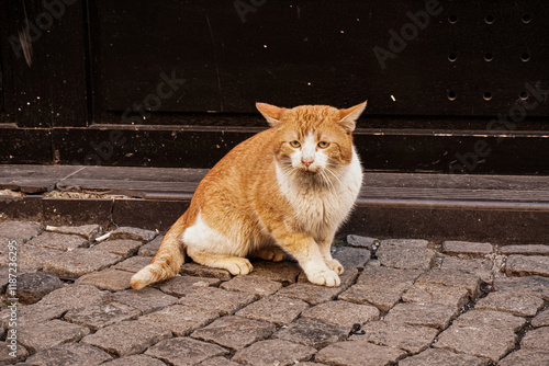 Outdoor shot of a ginger and white sad and lonely hungry street cat sitting on a cobblestone pavement
