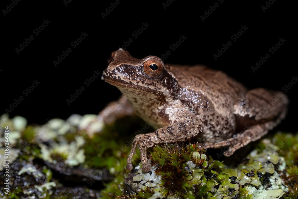 Spring Peeper (Pseudacris crucifer) Spring Peeper (Pseudacris crucifer)