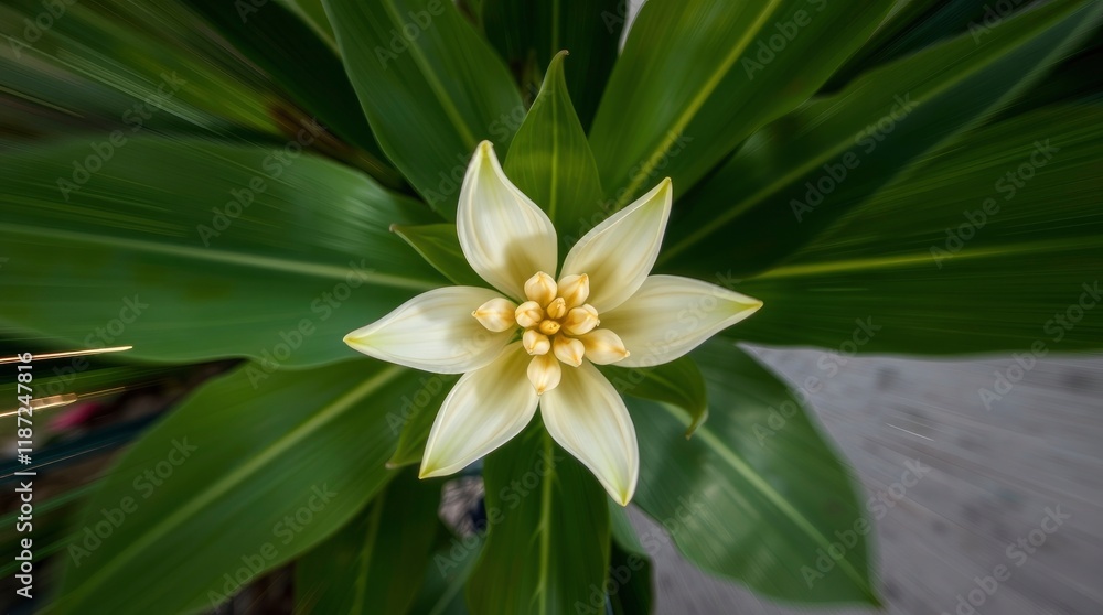 Obraz premium close up of white flower background