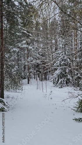 rare snowflakes falling in the tranquil forest view