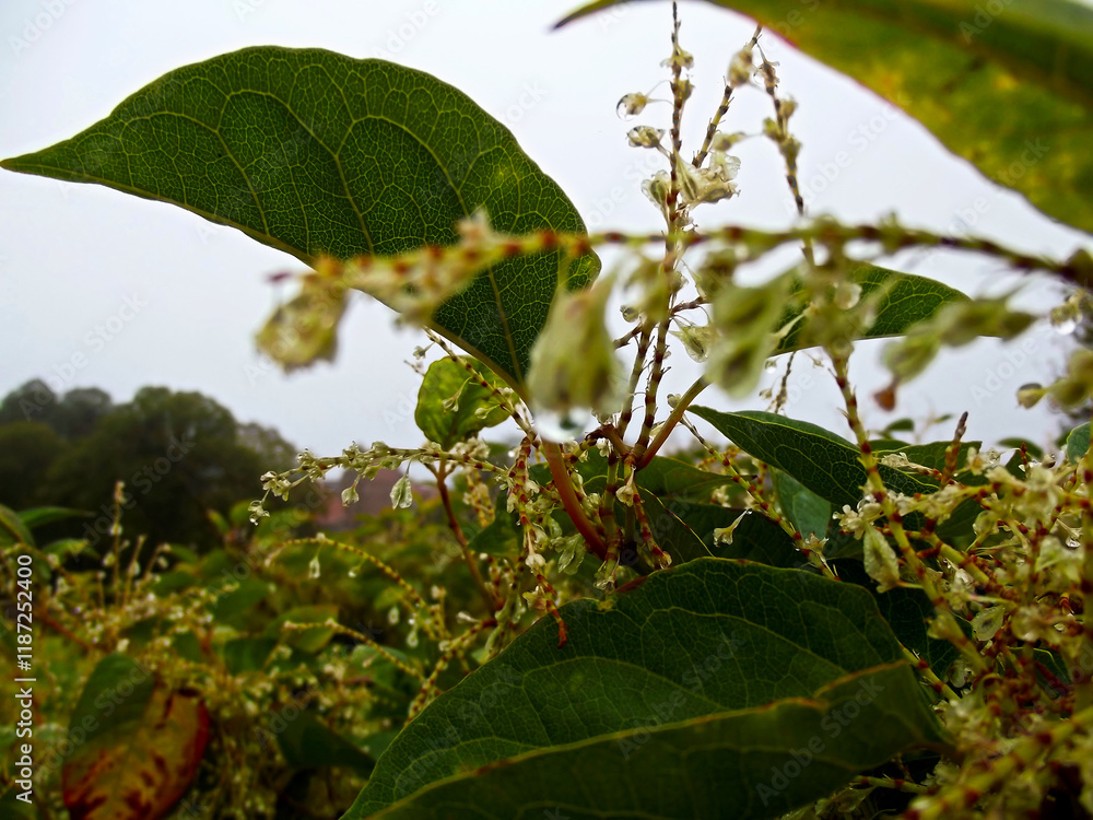 Regentropfen im Herbst an einem Strauch