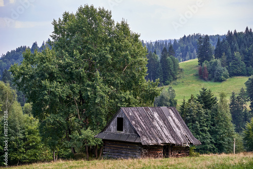 Fototapeta Naklejka Na Ścianę i Meble -  wooden shepherd's hut in a grassy clearing in the Beskidy Mountains