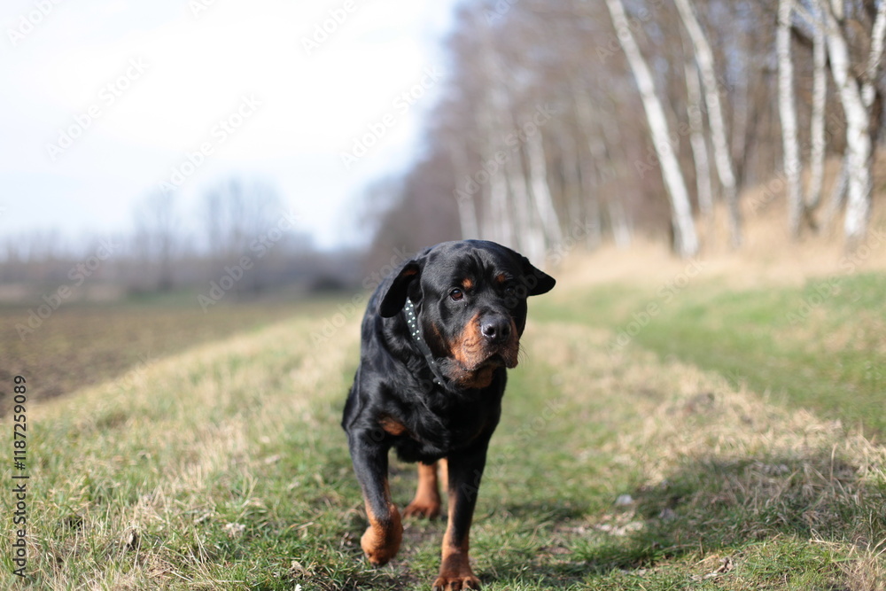 Ein Rottweiler läuft auf die Kamera zu Ein Rottweiler läuft auf die Kamera zu