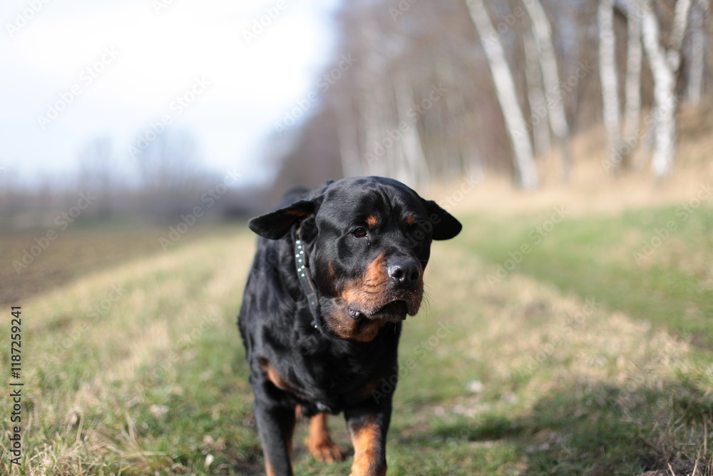 Ein Rottweiler läuft auf die Kamera zu Ein Rottweiler läuft auf die Kamera zu
