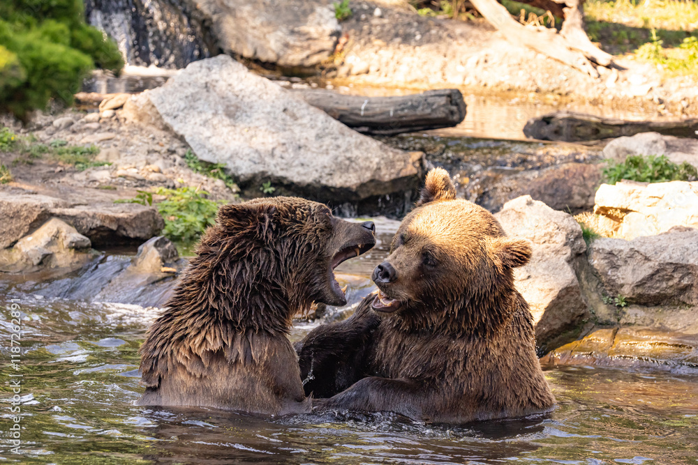 two Wild brown bear ,ursus arctos playing two Wild brown bear ,ursus arctos playing