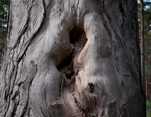 the rought grey skin of old big tree with termite bite photo