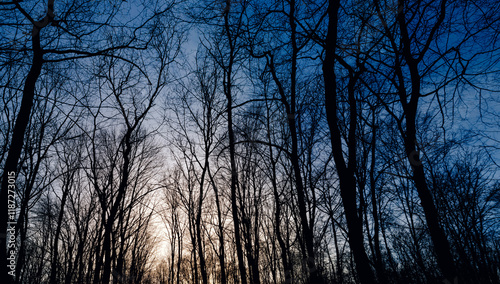 Wallpaper Mural Sunset in the winter forest, trees without leaves, evening in the forest, the beginning of the night in the dark forest Torontodigital.ca