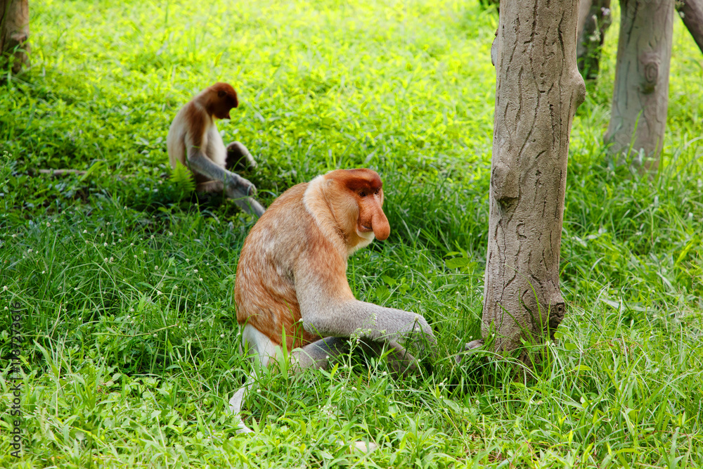 Naklejka premium Proboscis Monkey Nasalis larvatus in mangrove rain forest