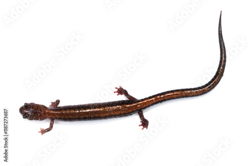 Four-toed Salamander (Hemidactylium scutatum)