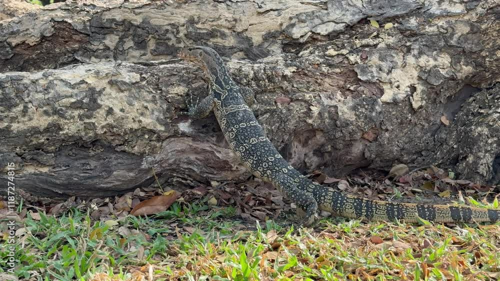 A Malaysian water monitor climbs over a root and hides, blending seamlessly with its surroundings. A fascinating display of stealth and adaptability. Check my portfolio for similar footage. A Malaysian water monitor climbs over a root and hides, blending seamlessly with its surroundings. A fascinating display of stealth and adaptability. Check my portfolio for similar footage.