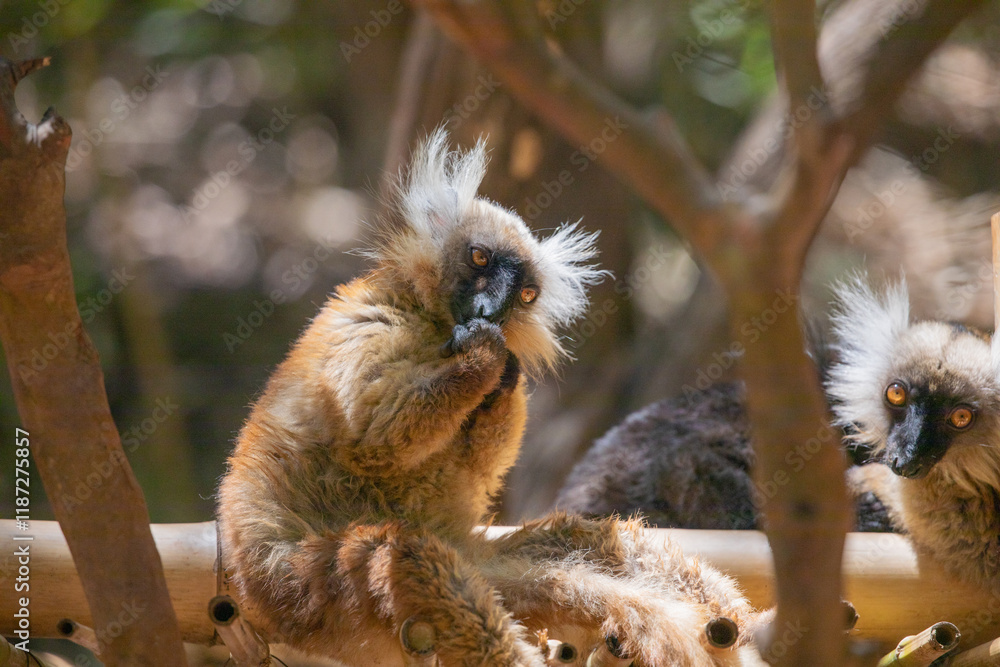 Naklejka premium Blue eyed lemur on tree in forest