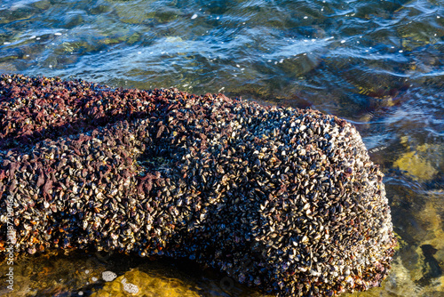 Strong water surge in the Black Sea, coastal mussels -Mytilus galloprovincialis were above the water level, the death of mollusks in the air, Odessa photo