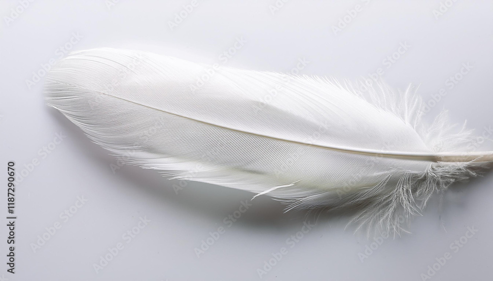 Obraz premium white feather white background