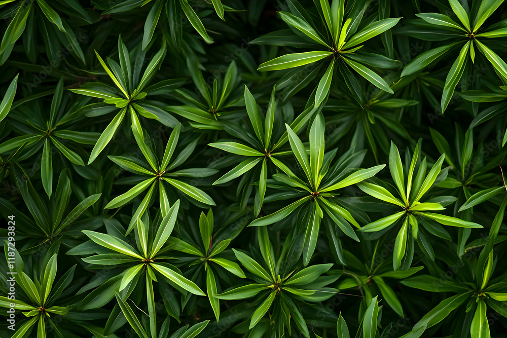 Close-up of lush green pine branches with space for seasonal greetings and holiday designs Close-up of lush green pine branches with space for seasonal greetings and holiday designs