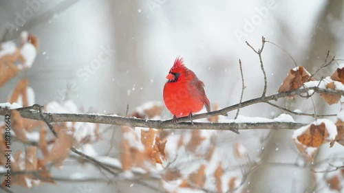 Slow motion male northern cardinal perched on a branch in a snowstorm